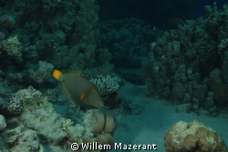 Sweetlips by Willem Mazerant 